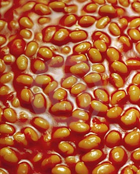 Baked beans: not just for poor people